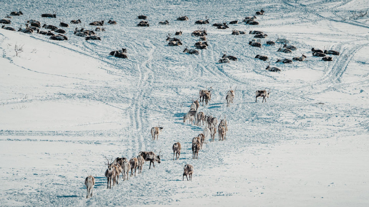Un poil chaud venu du Grand Nord